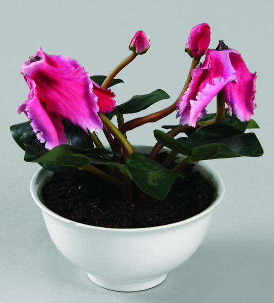 Cyclamen 