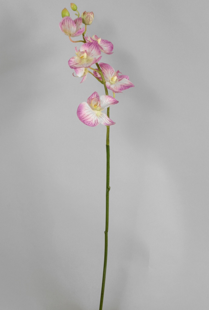 Orchid