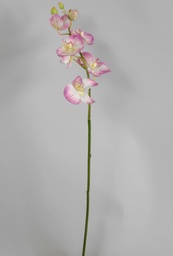 [6676] Orchid (Alternative 1)