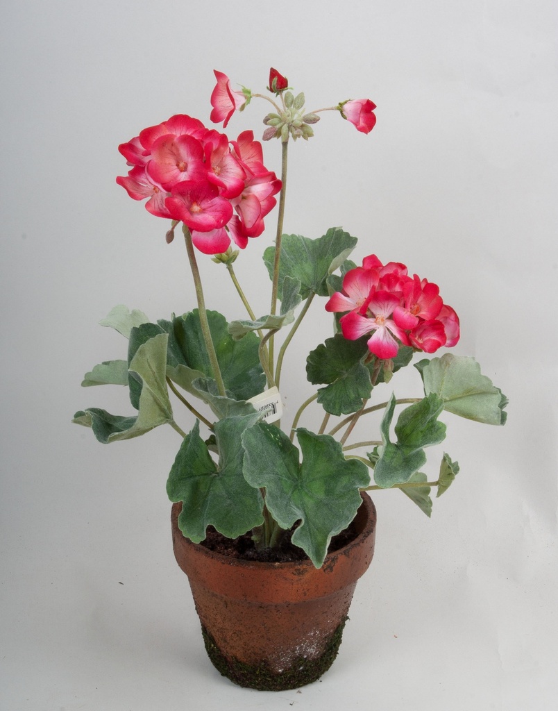 geranium pot 