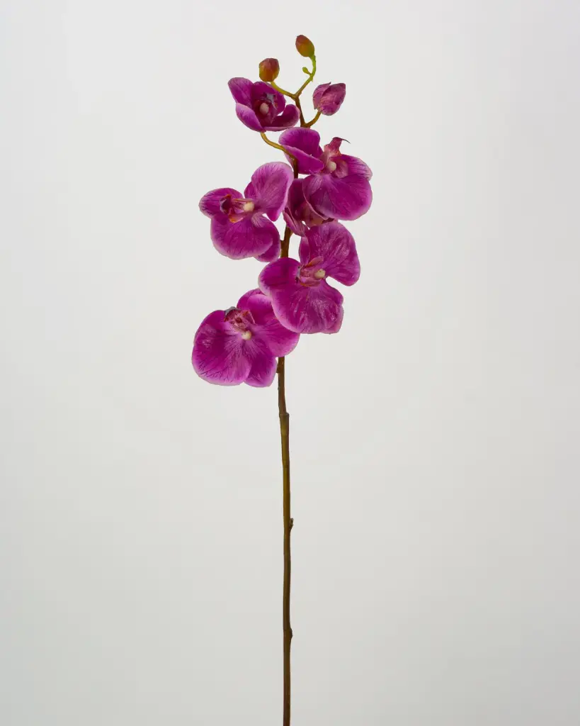 Orchid