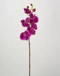 [6677] Orchid (Alternative 2)
