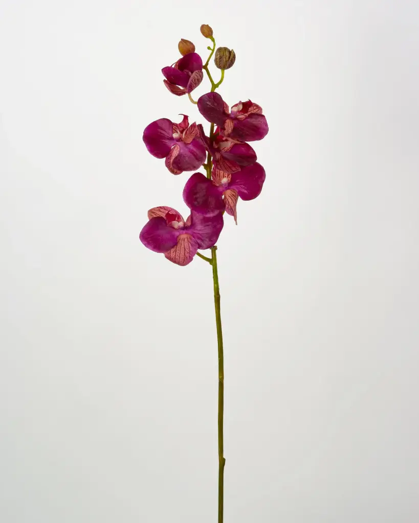 Orchid