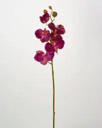 [6675] Orchid (Alternative 3)