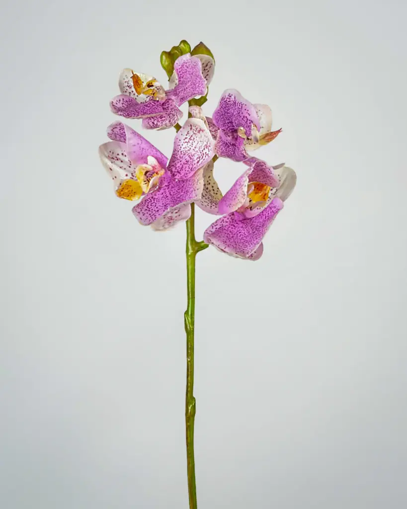 Orchid