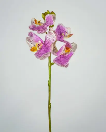 Orchid