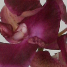 Orchid