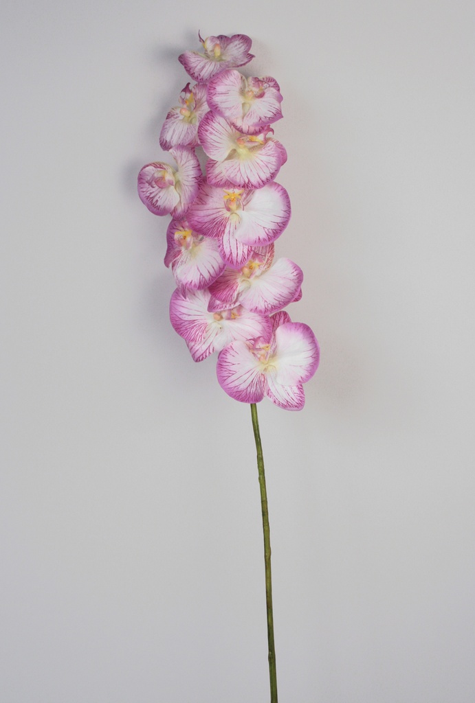 Orchid