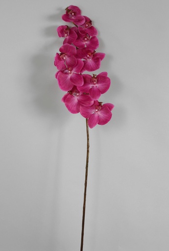 Orchid