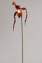 [9321] Lady Slipper Orchid (Alternative 3)