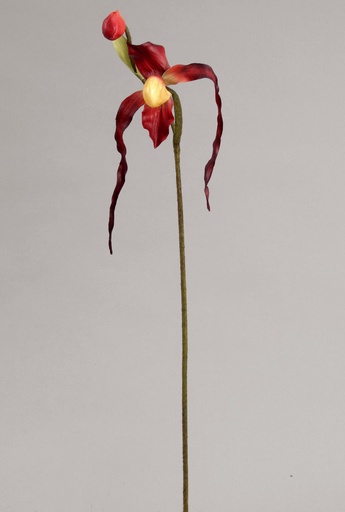 Lady Slipper Orchid