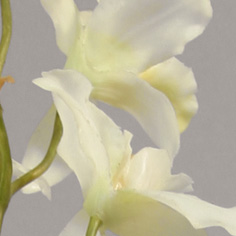 Orchid