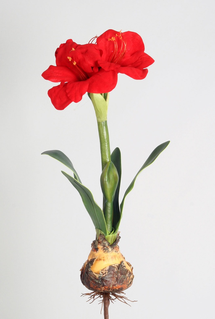 amaryllis
