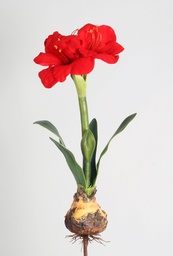 [7609] amaryllis (Alternative 1)