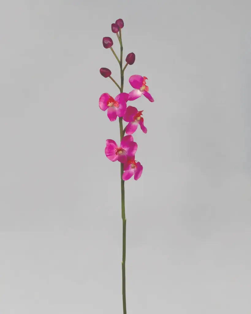 Orchid