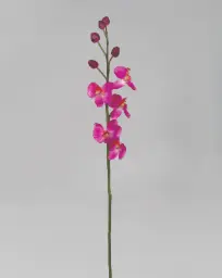 [9631] Orchid (Alternative 1)