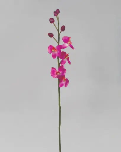 Orchid