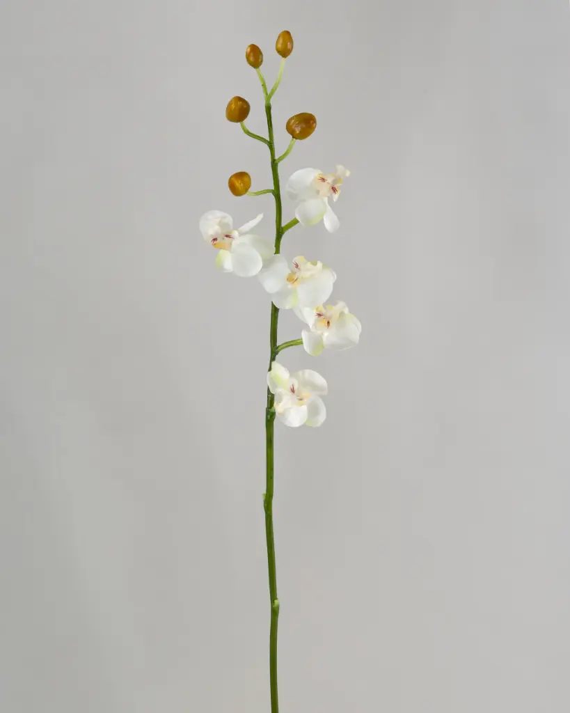 Orchid
