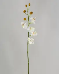 [9632] Orchid (Alternative 2)