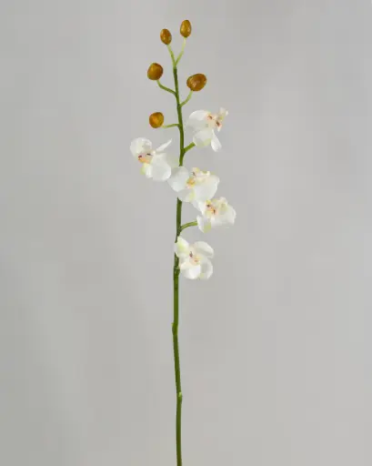 Orchid