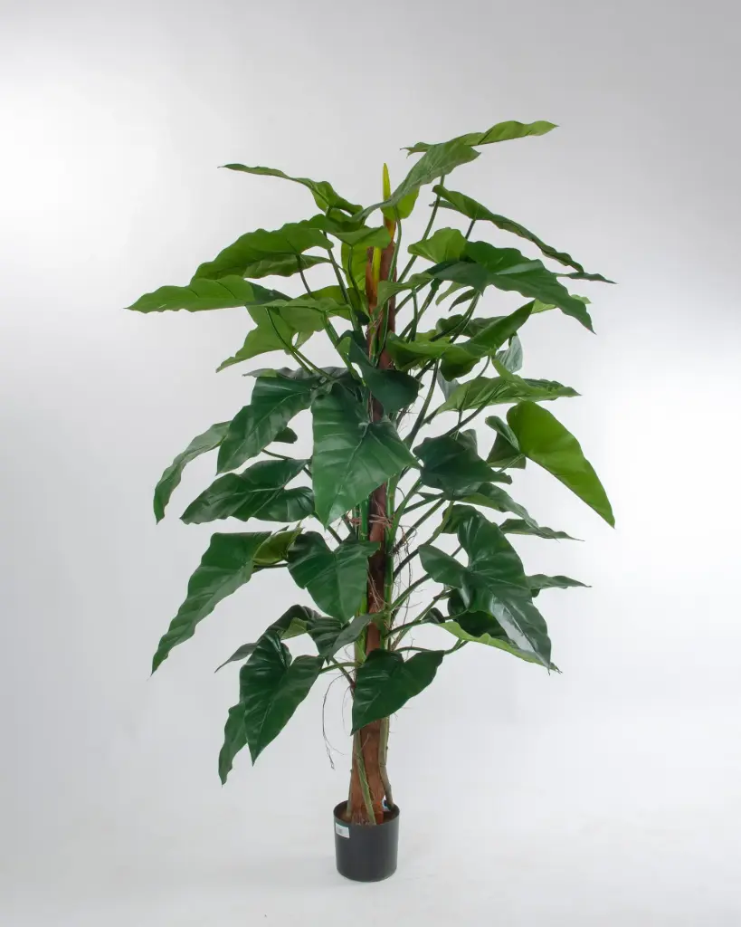 Rainforest Climber 