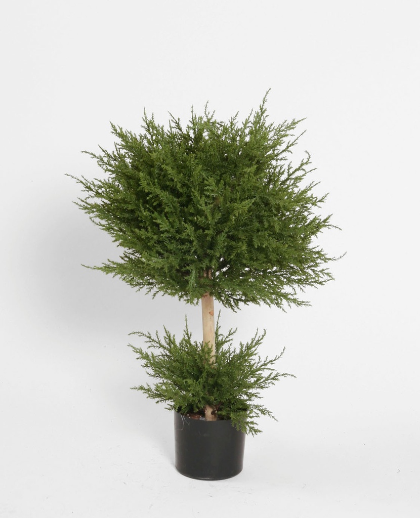 cypress 