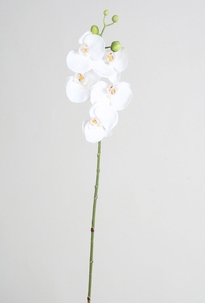 Orchid