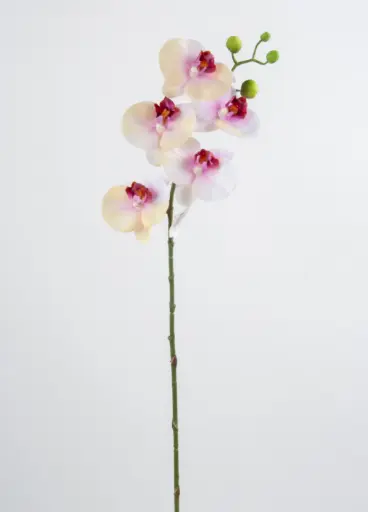Orchid