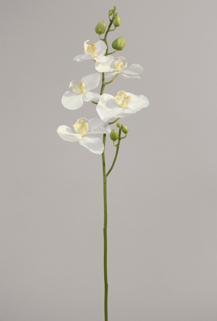 Orchid