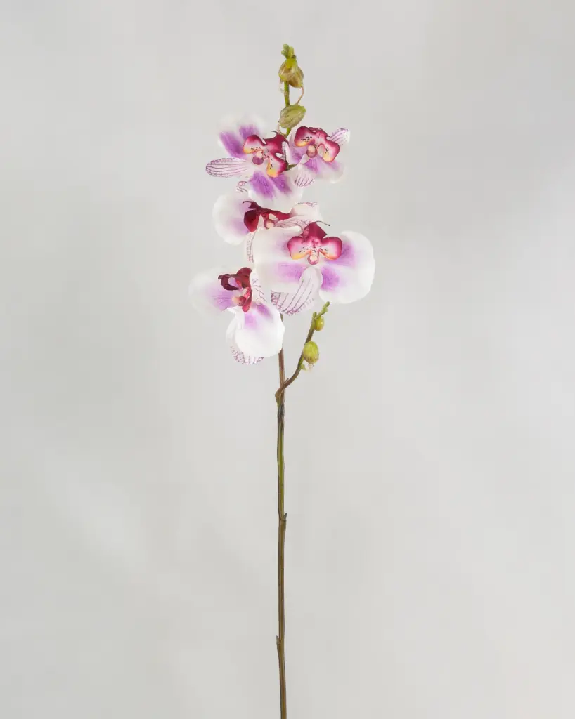 Orchid