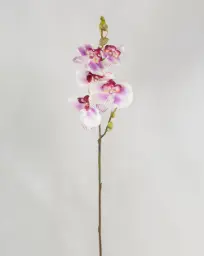 [9130-2] Orchid (Alternative 2)