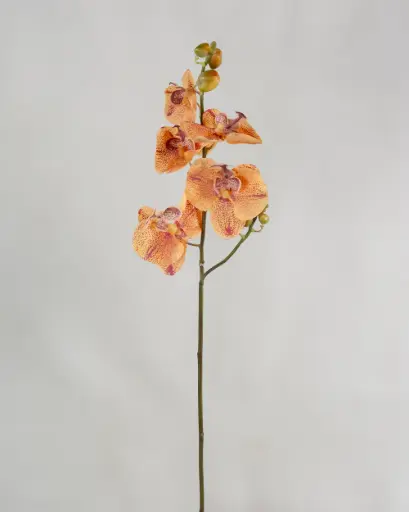 Orchid