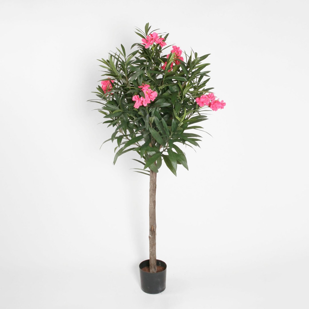 oleander 