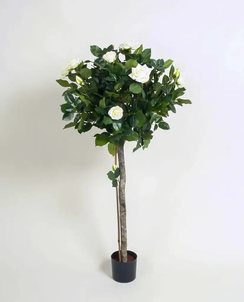 Lady Rose