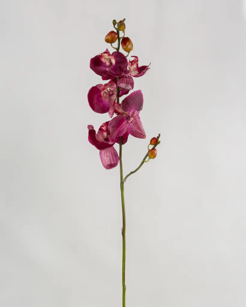 Orchid