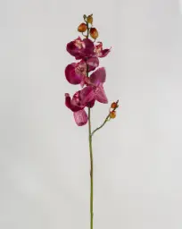 [9130-4] Orchid (Alternative 4)