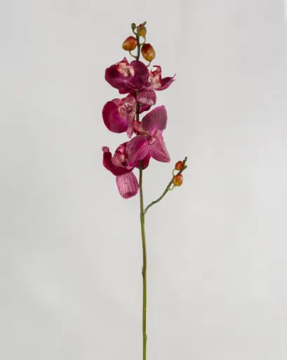 Orchid