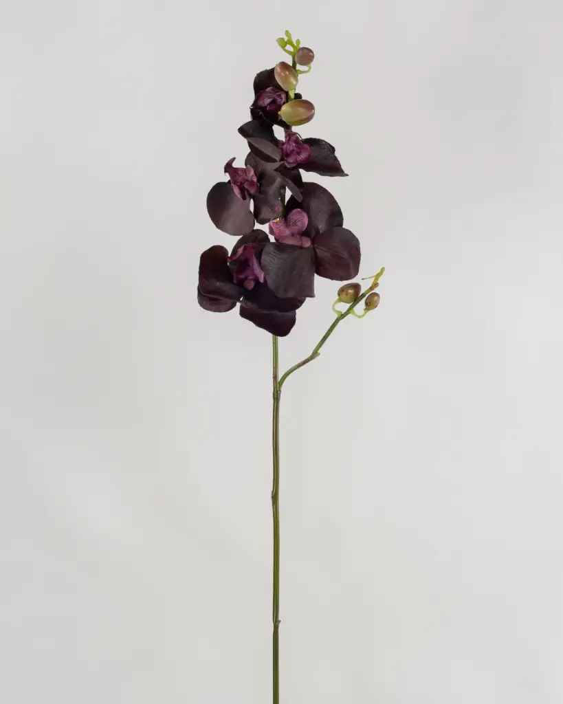 Orchid