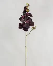 [9130-5] Orchid (Alternative 5)