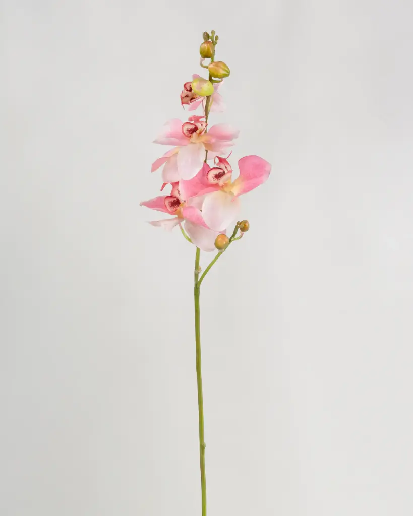 Orchid