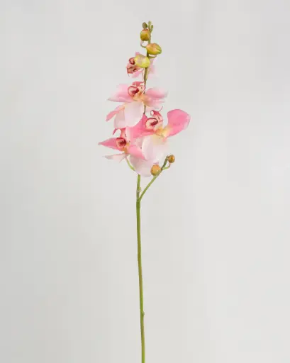 Orchid