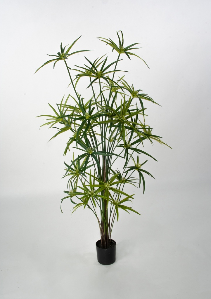 cyperus 
