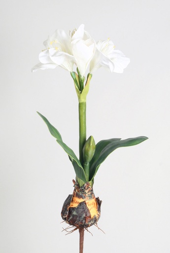 amaryllis