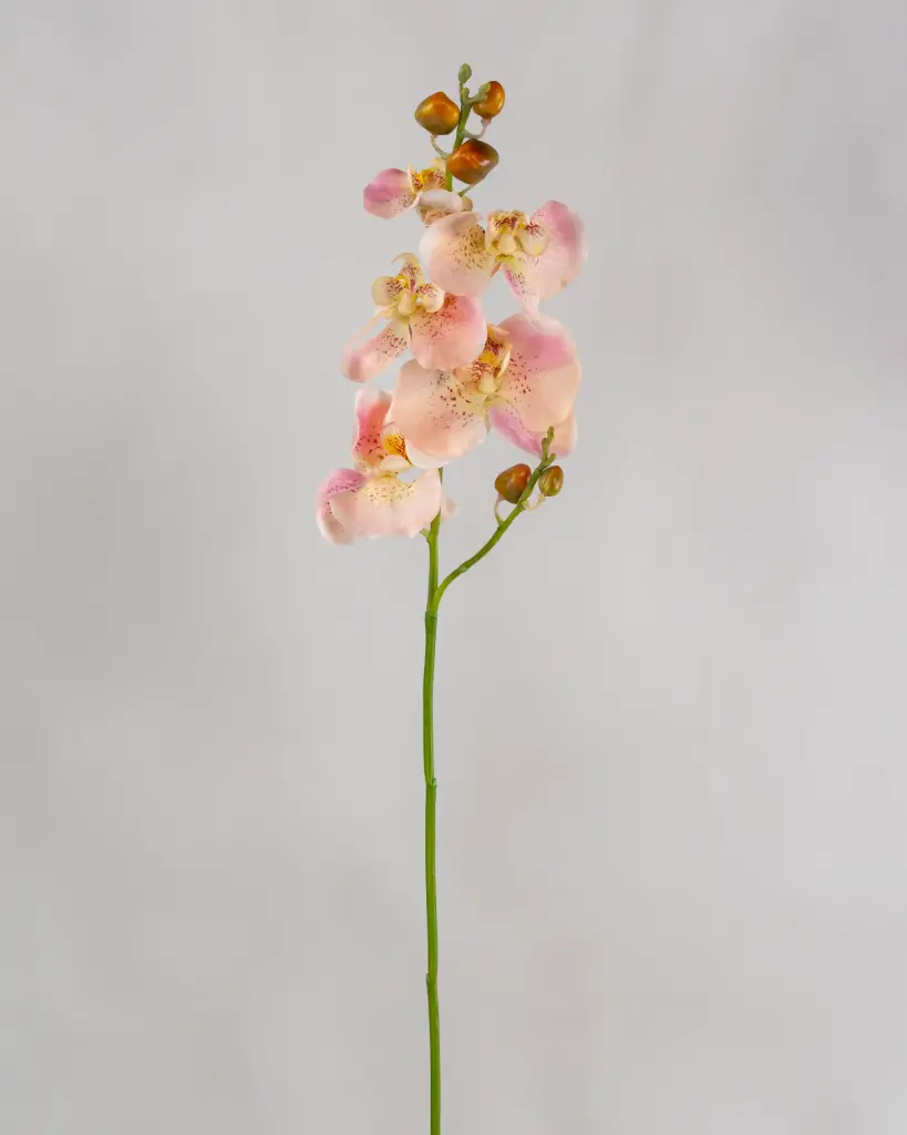 Orchid