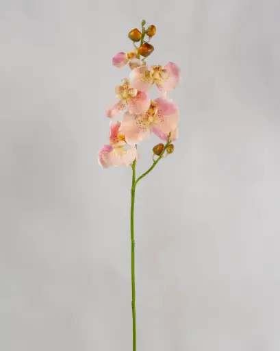 Orchid