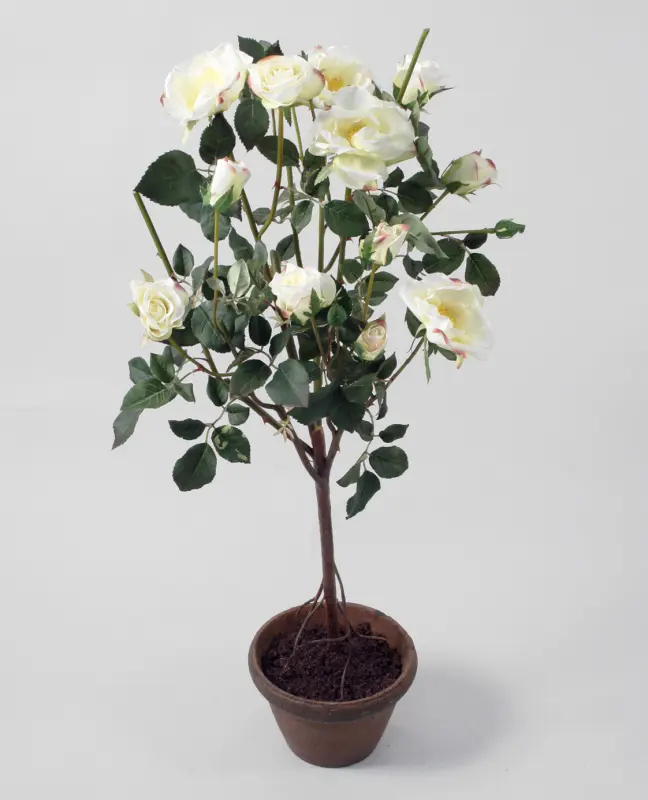 rose 