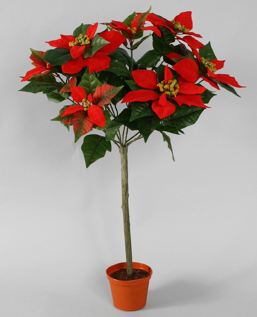 poinsettia 