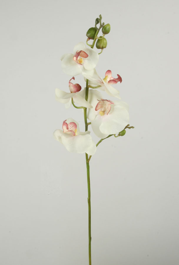 Orchid
