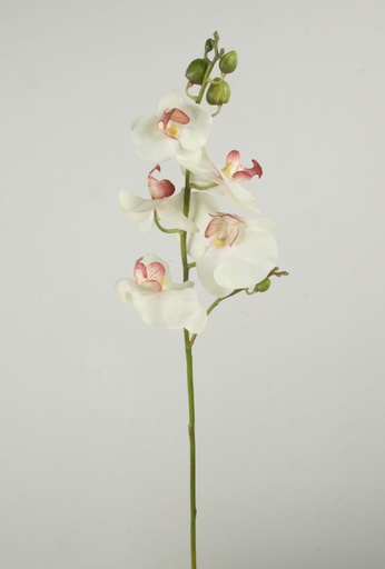 Orchid