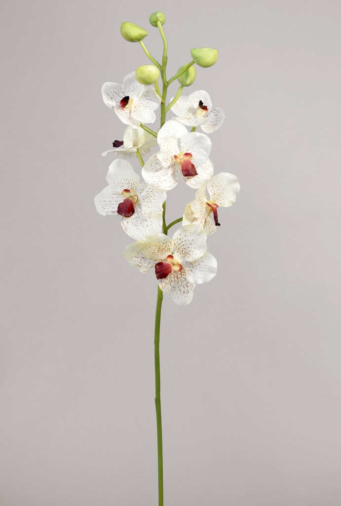 Orchid